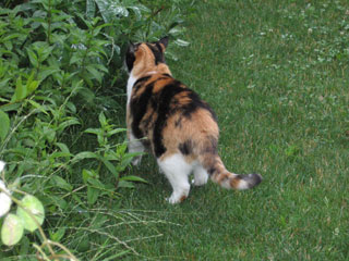 Chat