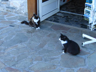 Chats