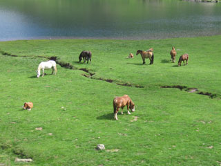 Cheval