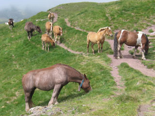 Chevaux