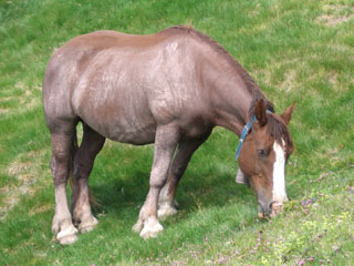 Cheval