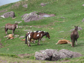 Chevaux