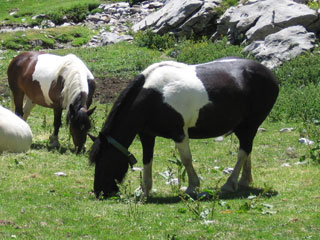 Chevaux