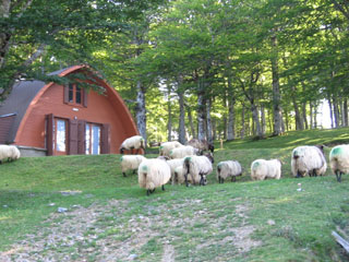 Vaches