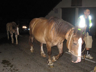 Chevaux