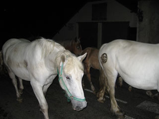 Chevaux