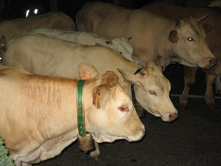 Chevaux