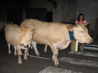 Chevaux