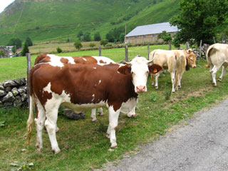 Vaches