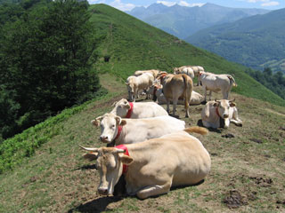 Vaches