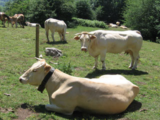 Vaches