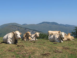 Vaches