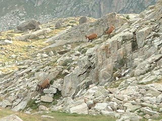 Isards