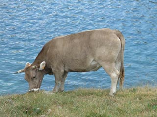 Vache