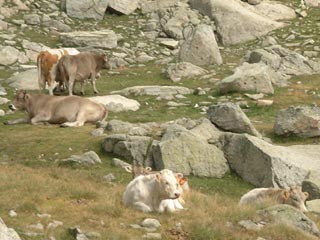 Vaches