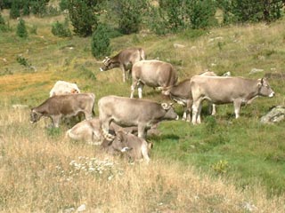 Vaches