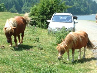 Chevaux Canal Roya