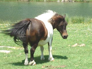 Chevaux Col Long d'Ayous