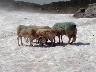 Chevaux Col Long d'Ayous