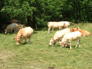 Chevaux Canal Roya