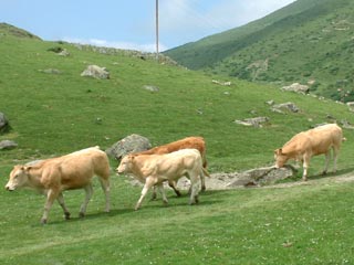 Chevaux Col Long d'Ayous