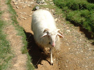 Mouton Moundelhs