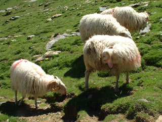 Moutons Moundelhs