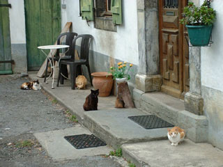 Chats &agrave; Lescun