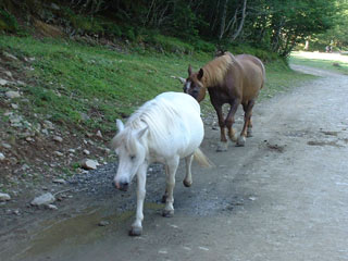 Chevaux Col Long d'Ayous