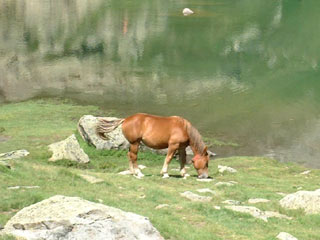 Cheval Lac de Pombie