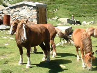 Chevaux Lac de Pombie