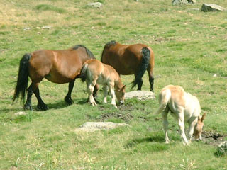 Chevaux Canal Roya
