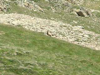 Isard sous le pic du midi d'ossau