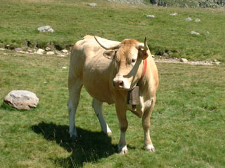 Vache Mont&eacute;e Lac d'Ayous