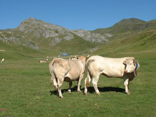 Vaches Col du Pourtalet