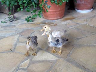 Canards Ferme Esteben