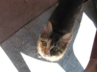 Chaton