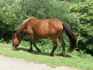 Chevaux vers Lamotta
