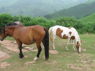 Chevaux &agrave; Lamotta