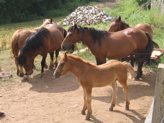 Chevaux vers Lamotta