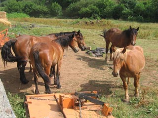 Chevaux &agrave; Lamotta