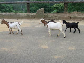 Ch&egrave;vres Ferme Esteben