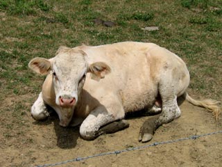 Vache vers Sare