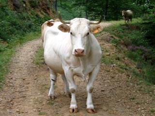 Chevaux vers Lamotta