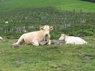 Vaches &agrave; Iraty Cize