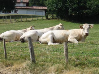 Chevaux &agrave; Lamotta