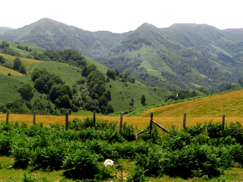 Pyrenees - Pays Basque - VALLEE PRES DE LA FERME ESTEBEN (547 m)