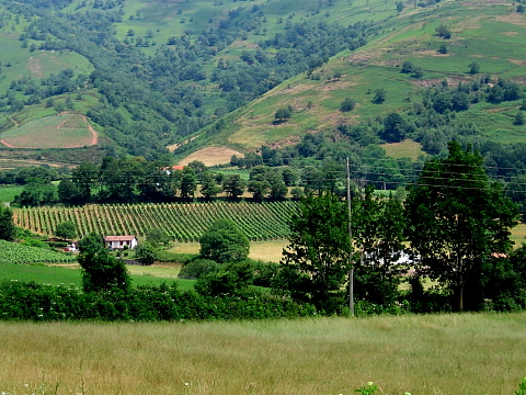 Pyrenees - Pays Basque - VIGNES D'IROULEGUY (244 m) 