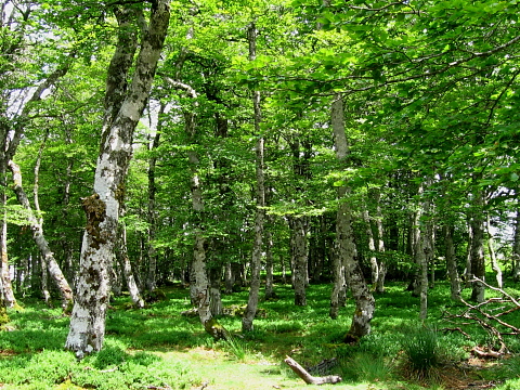 Pyrenees - Pays Basque - FORET D'IRATY (1326 m)