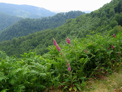 Pyrenees - Pays Basque - VUE SUR BAGARGIAK (1317 m)